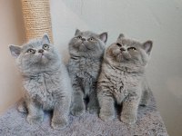 Ayıcık Safkan British Shorthair Yavrularımız