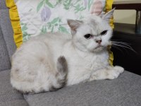 Damızlık Dişi British Shorthair Kediler 2 Yaşında İzmitten