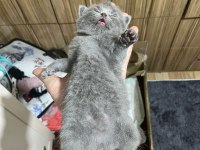 Scottish Fold Yavrularımız