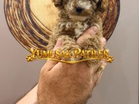 Orijinal Toy Poodle