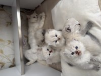 British Longhair Ve Shorthair