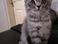 Scottish fold yavrularımız yeni evlerine gitmeye hazır