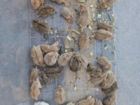 Gonzales Hamster Yavrular ve Tüm Malzemeleri Adrese Teslim