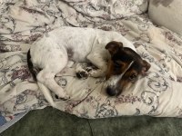 4.5 aylık jack russell Lucy kızım için yuva arıyoruz