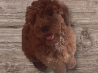 Orijinal minyatür toy poodle yavrularımız