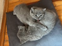 British shorthair 3 tane mevcut arayıp bilgi alabilirsiniz