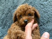 Erkek ve dişi poodle yavrularımız mevcuttur