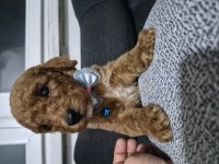 Toy Poodle 6 Yavrumuz