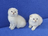 Mavi Boncuklar Teslime Hazırdır