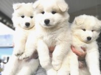 Kar beyaz samoyed yavrularım
