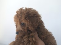 Orijinal poodle