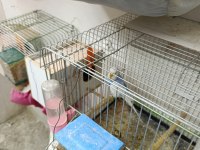 6 çift muhabbet kuşu ve 8 yavru