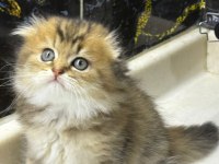 Scottish fold yuvam olur musunuz?