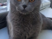 Minik prenses scottish fold