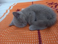 2.5 aylık british shorthair yavrular