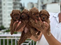 Sağlıklı orjinal poodle