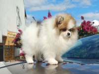 Garantili Pomeranian Boo Dişi