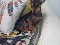 6 aylık dişi aşıları tam pinscher