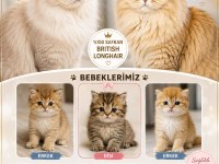 British Longhair Bebekler