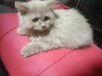 2 AYLIK DİŞİ SÜTLÜ KAHVE BRİTİSH LONGHAİR
