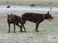 KIZIL SAFKAN IRK GARANTİLİ DOBERMAN BEBEKLERİM