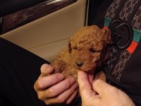 SAFKAN TOY POODLE