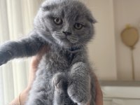 Top Kafa Scottish Fold Yavrumuz