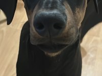 Yavru safkan doberman
