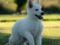 Beyaz Alman Çoban Köpeği Yavruları 