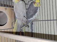 Rs grey ve cinnamon sultan papağanı
