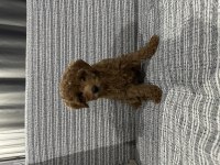 2,5 Aylık Teacup Poodle