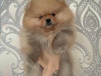 Mükemmel Ayıcık Surat Boo Pomeranian