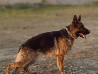 9 Aylık Ve 10 Aylık Dişi Alman Çoban Köpekler