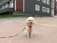 Nadir renk beyaz toy poodle