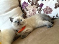 BEKLENEN İLAN AÇILDI BLUEPOINT BRITISH SHORTHAIR YAVRULAR