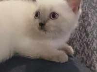British shorthair yavrular yeni yuva arıyor