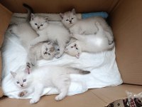 British Blue Point