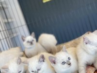 ORJİNAL IRK YAVRU KEDİLER MAGAZAMIZDA CANLI GÖRÜN