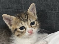 4 yavru kediye yuva arıyorum