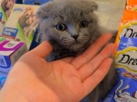Safkan scottish fold yavrular
