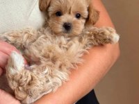 SHOW KALİTE MALTİPOO BEBEKLERİM