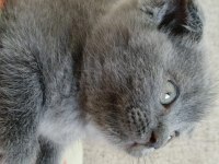 Scottish fold yavrumuza yuva arıyoruz