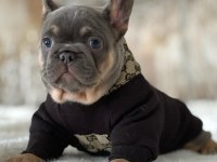 HARİKA ANATOMİ EGZOTİK FRENCH BULLDOG