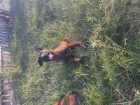 Şecereli Belçika Malinois Yavruları