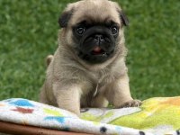 A kalite pug mops puppies eğitimli