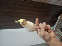 Uygun fiyatlı takım sultan papağanı