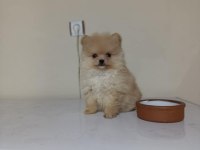 Erkek Dişi Pomeranian Yavrular