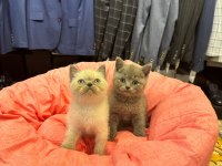 Irk Sağlık Garantili British Shorthair Yavrularımız