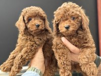 Petmode köpek çiftliğinden toy poodle yavrularımız