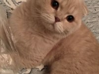 2 yaşında sağlıklı cipli scottish fold